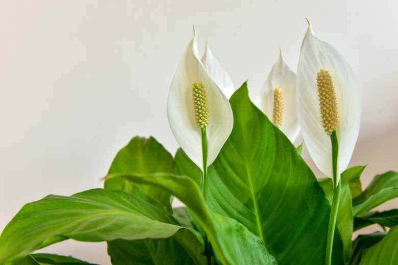 Peace Lily (Spathiphyllum wallisii)