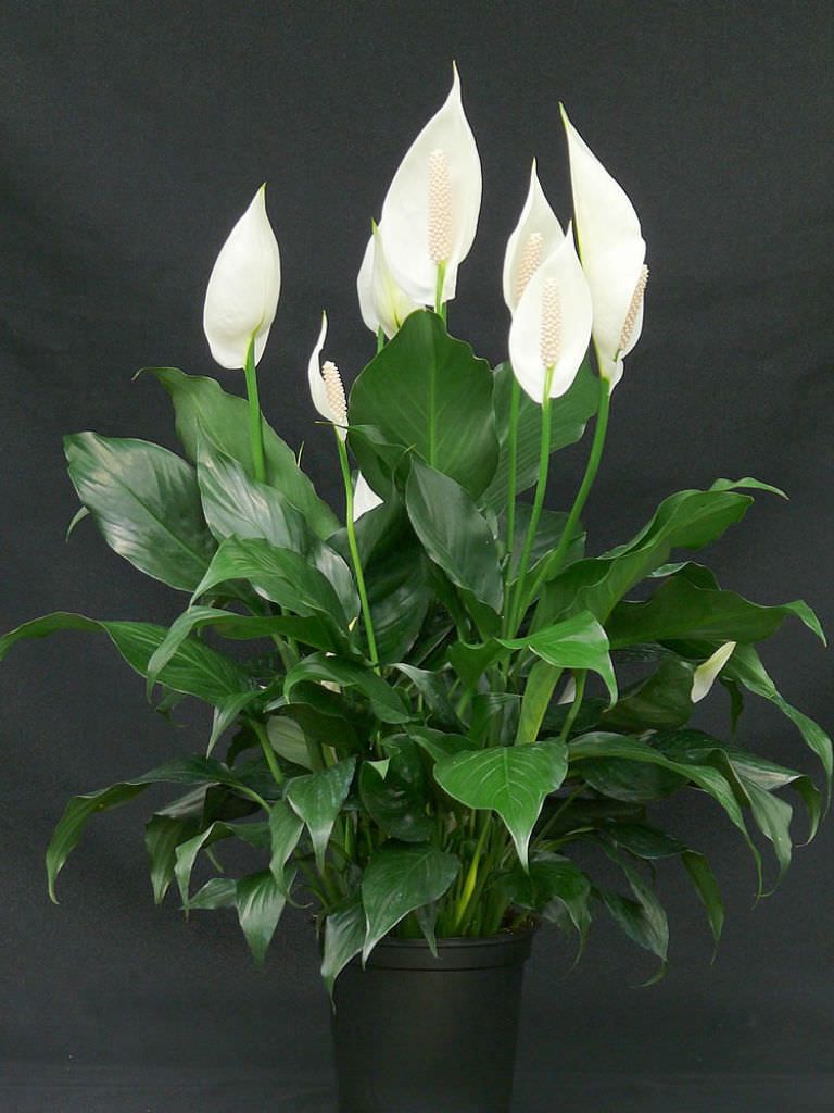 Peace Lily Wallisii (Spathiphyllum wallisii) - Ladybird Nursery