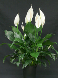 Peace Lily (Spathiphyllum wallisii)