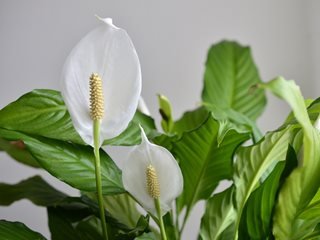 Peace Lily Merry (Spathiphyllum) - Ladybird Nursery