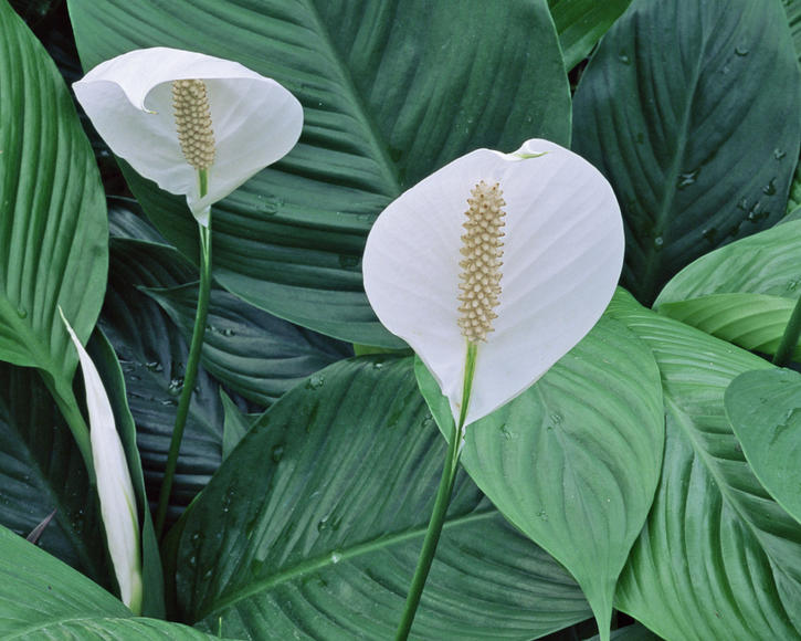 Peace Lily (Spathiphyllum wallisii)