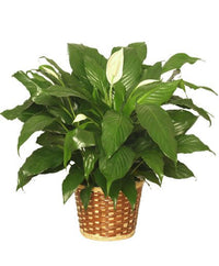 Peace Lily Merry (Spathiphyllum) - Ladybird Nursery
