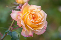 Rose 'Peace' 2ft Standard