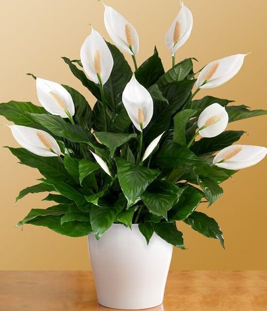 Spathiphyllum 'Sweet Sebastiano' - Advanced (PICK UP ONLY) - Ladybird Nursery