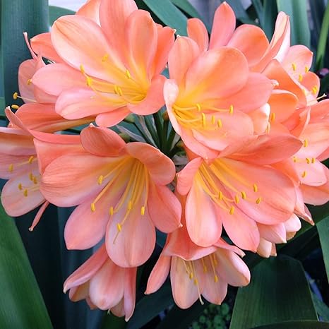Bush Lily Peach (Clivia miniata)