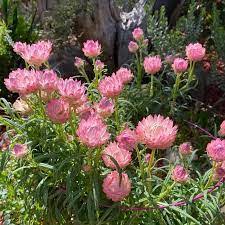 Paper Daisy Kimba Peach (Bracteantha bracteata) - Ladybird Nursery