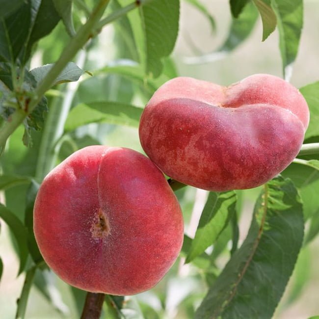 Dwarf Peach Angel Flat - Ladybird Nursery