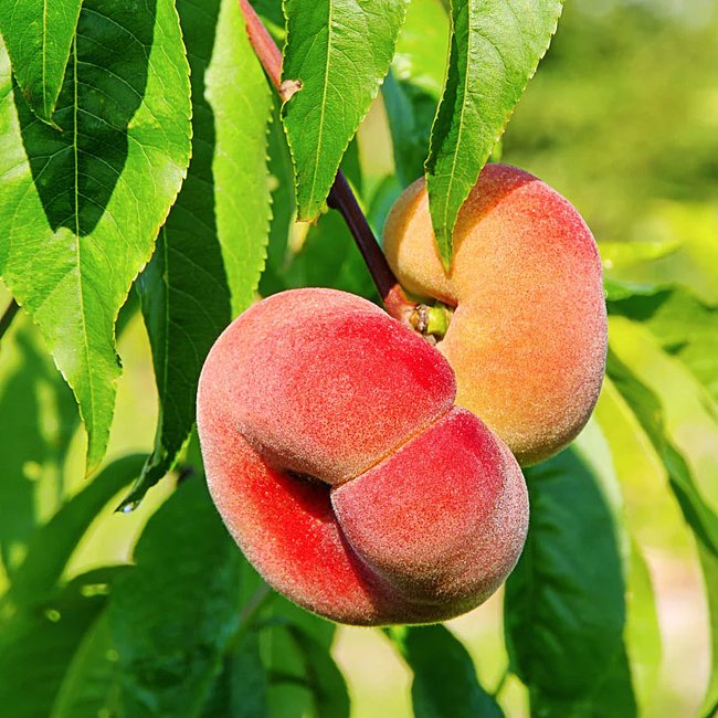 Dwarf Peach Angel Flat
