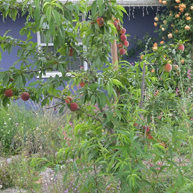 Peach Delightful - Ladybird Nursery