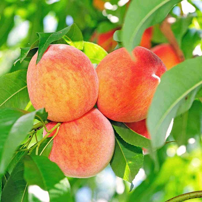 Peach Delightful - Ladybird Nursery