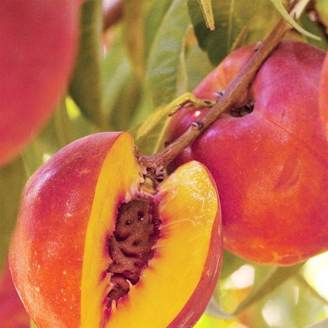 Peach Delightful - Ladybird Nursery