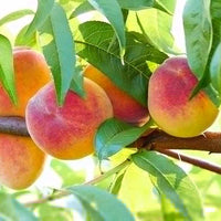 Peach Delightful - Ladybird Nursery