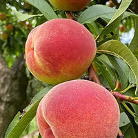 Peach Early Beauty - Ladybird Nursery