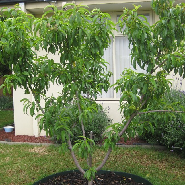Peach Florda Gold - Ladybird Nursery