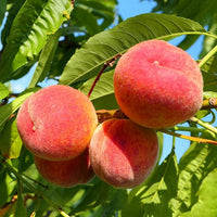 Peach Florda Gold