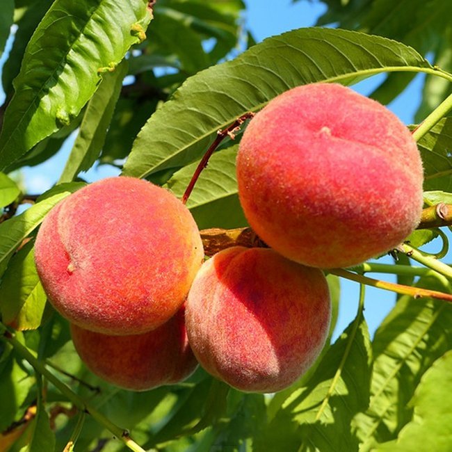 Peach Florda Gold - Ladybird Nursery