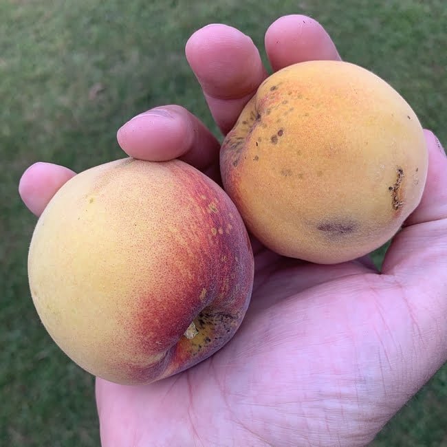 Peach Florda Gold - Ladybird Nursery