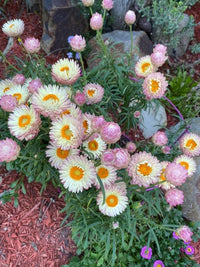 Paper Daisy Kimba Peach (Bracteantha bracteata)