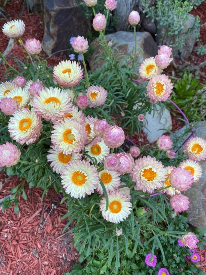 Paper Daisy Kimba Peach (Bracteantha bracteata)