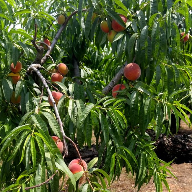 Peach Maravilha - Ladybird Nursery