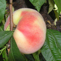 Peach Maravilha