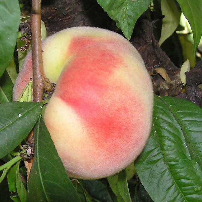 Peach Maravilha - Ladybird Nursery