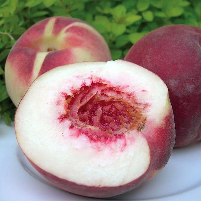 Peach Maravilha - Ladybird Nursery