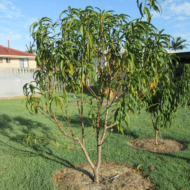 Peach White Opal - Ladybird Nursery