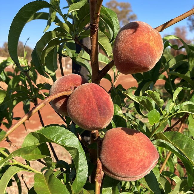 Peach White Opal - Ladybird Nursery