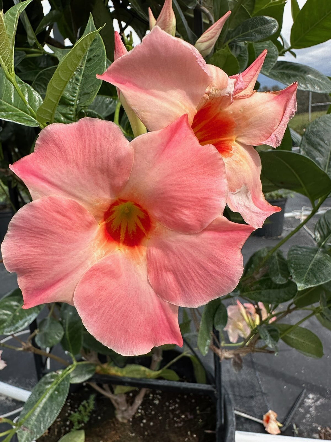 Mandevilla 'Peach Sunrise' - Ladybird Nursery