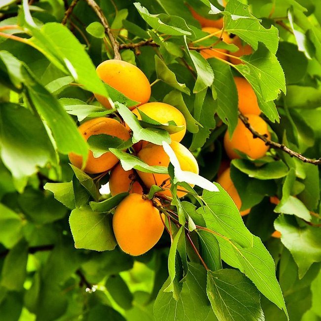 Peachcot 'OroA' - Ladybird Nursery