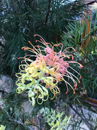 Grevillea 'Peaches and Cream'