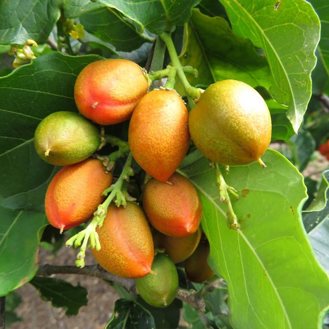 Peanut Butter Fruit - Ladybird Nursery