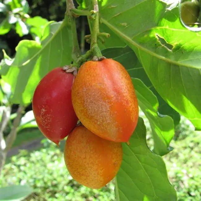 Peanut Butter Fruit - Ladybird Nursery