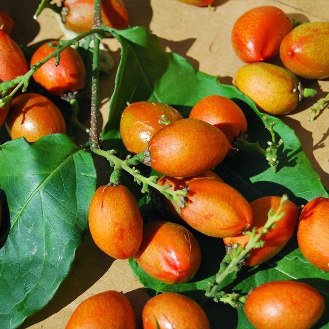 Peanut Butter Fruit - Ladybird Nursery