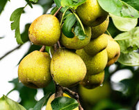 Dwarf Pear Pretty Face - Ladybird Nursery
