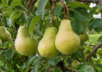 Dwarf Pear Pretty Face