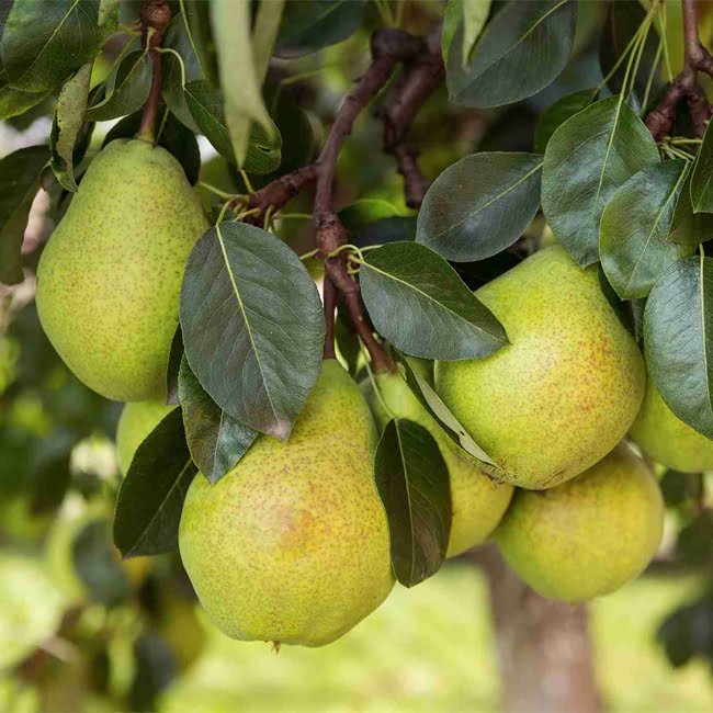 Nashi Pear 'Bonza' - Ladybird Nursery