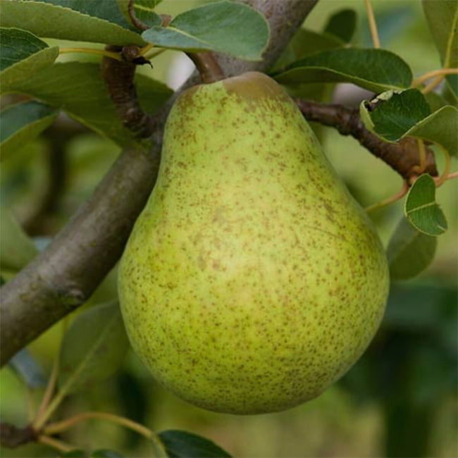 Pear Bonza