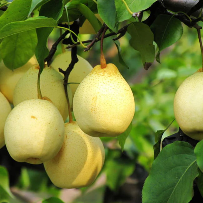 Pear - Nashi China