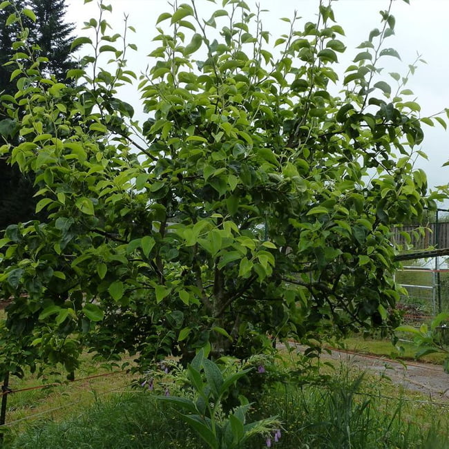 Pear Nashi Nijisseiki