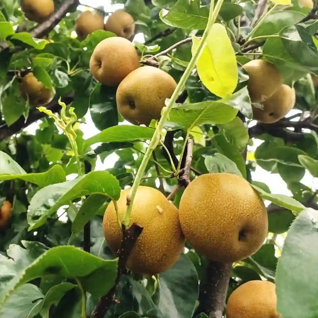 Pear Nashi Nijisseiki