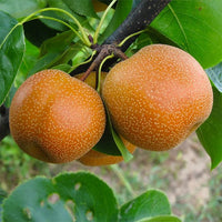 Pear Nashi Nijisseiki