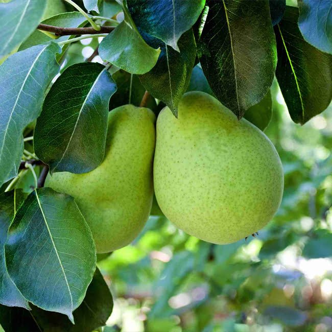 Pear Packham Low Chill Self Pollinating - Ladybird Nursery
