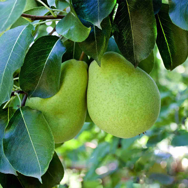 Pear Packham Low Chill Self Pollinating