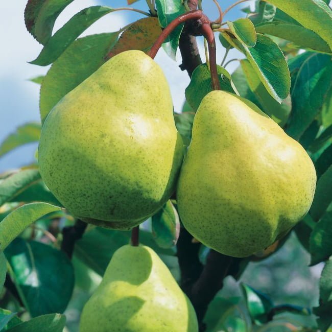 Packham Low Chill Pear Fruit Tree – Buy Now! – Ladybird Nursery