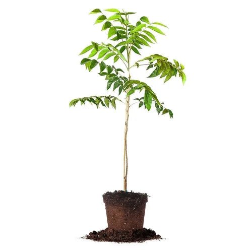 Pecan Wichita (B) - Ladybird Nursery