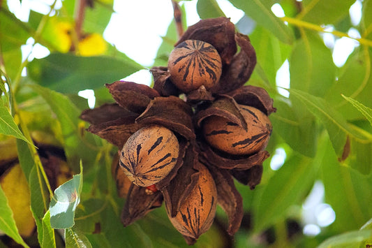 Western Schley Pecan Nut (grafted) - Ladybird Nursery