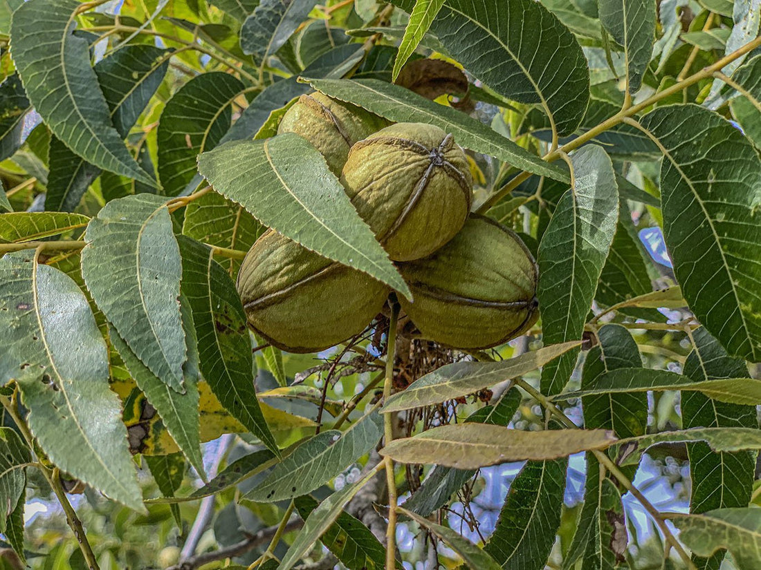 Pecan Nut PABST (grafted) - Ladybird Nursery