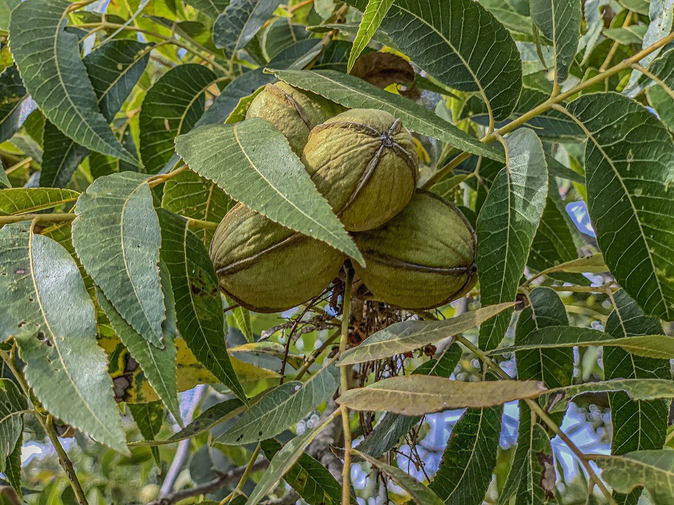 Pecan Nut PABST (grafted) - Ladybird Nursery